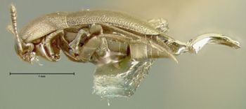 Media type: image;   Entomology 32463 Aspect: habitus lateral view